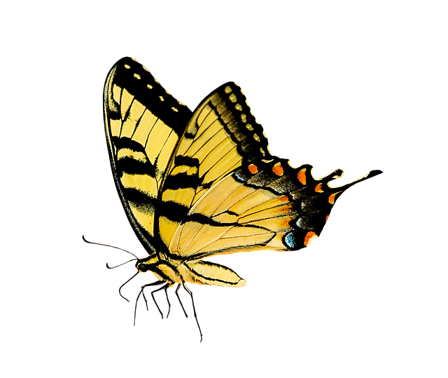 Inosukのtwitterイラスト検索結果 古い順