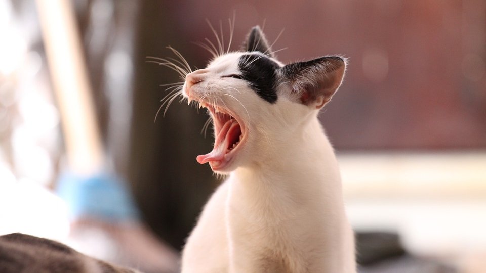 KupidoniaC's tweet photo. CATS QUIZ

https://t.co/valHkNUWBL

Test how well do you know your pet!🐈😻😸

#quiz #quizoftheday #QuizTime #puzzle #PuzzleForToday #cats #CatsOfTwitter #NationalCatDay #catlovers #animals #pets #catlover #meow https://t.co/HDAbsr8kla