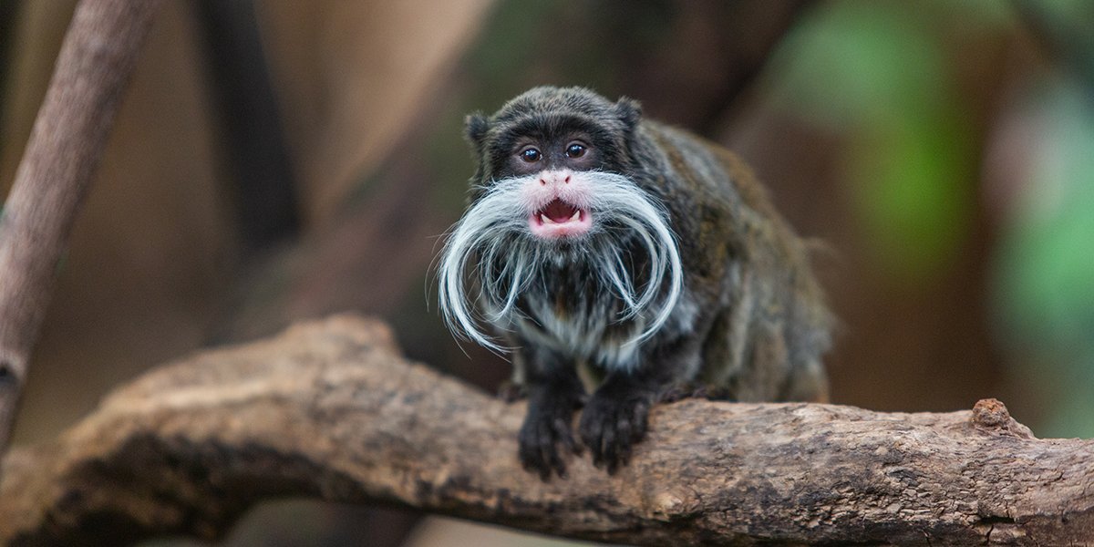 Fleck, an emperor tamarin, a tiny monkey, with a long white mustache. 