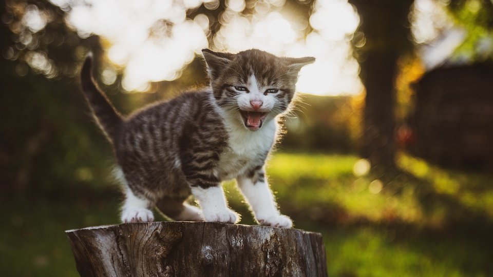 KupidoniaC's tweet photo. INTERESTING FACT 💡 
-------------------------- 

Cats meow only to communicate with people. For communicating with other cats they use a wide range of other sounds.

#Facts #factsonly #Fact #FactoftheDay #cats #CatsOfTwitter #NationalCatDay #pets #catlovers #animals #funfacts https://t.co/MsIacTQMHY