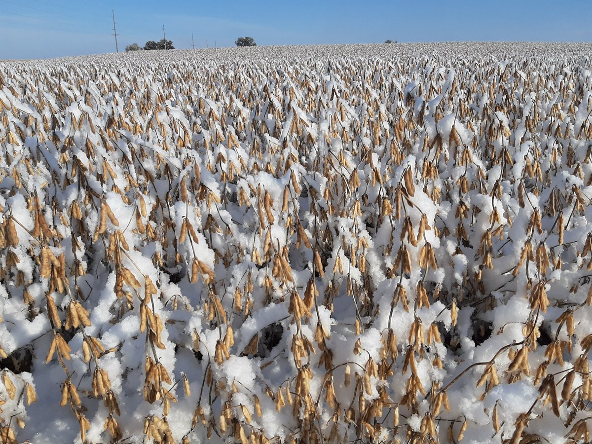 #Snowbeans