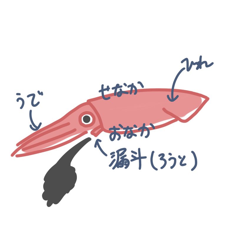 日本いか連合 公式 実はこっちが背中なんです イカは背中を上にして泳ぎます