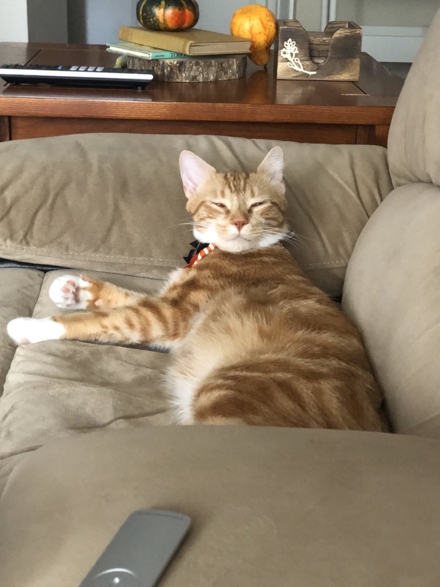 AudreyMcKinney1's tweet photo. it’s national cat day, aka an opportunity for me to scream about how great craig is (as if I don’t do that every second of every day)!!!!! https://t.co/DitqlzSNsh