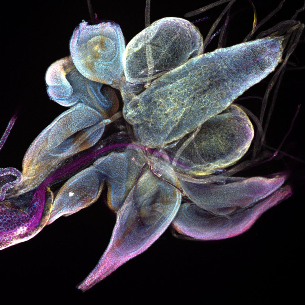 Inside out: EMBL Picture of the Week

Just like a caterpillar turns into a butterfly, a grub rearranges its anatomy to become a fly. Stained with fluorescent antibodies, the brain lobes & organs can be seen w/ confocal #microscopy. 🔬 bit.ly/34aDMRl

📸 Daniel Rios/EMBL