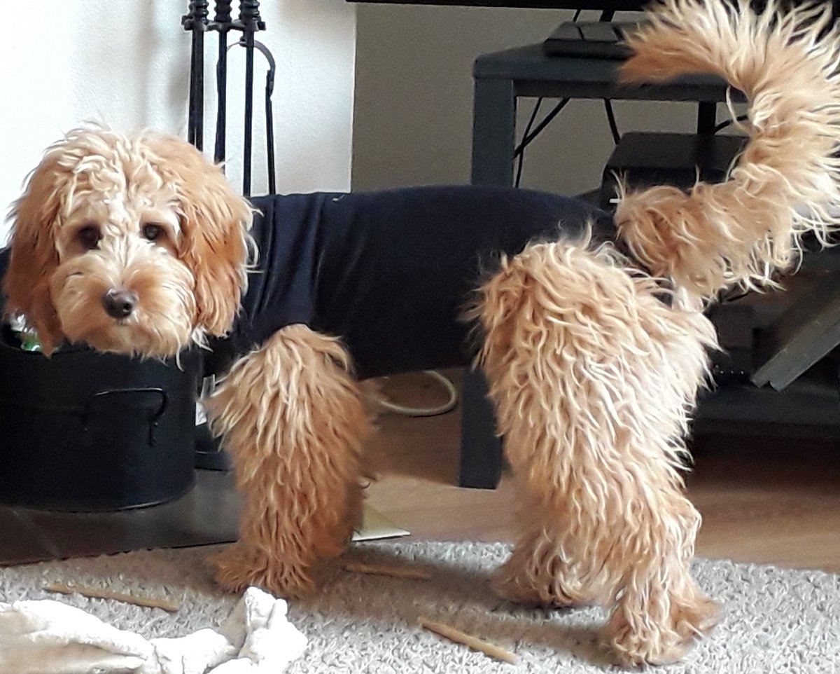 LilacMills's tweet photo. I've just had an operation and I've got to wear this for 20 days #feelingsilly #doesmybumlookbiginthis #doggoproblems #dogslife https://t.co/h4SP7fQDro