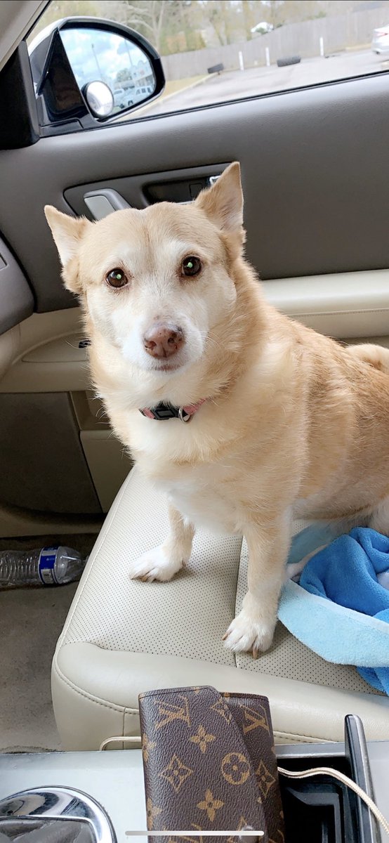 heatherBjames's tweet photo. *** $500 REWARD ***
PLEASE KEEP SHARING!!!
Bella has still not made it back home. She’s more than likely going to be around Government/ Midtown area but at this point it’s been more than 24hrs she’s been gone so she could have traveled further. (Read continued post) https://t.co/pZa59oKbKn