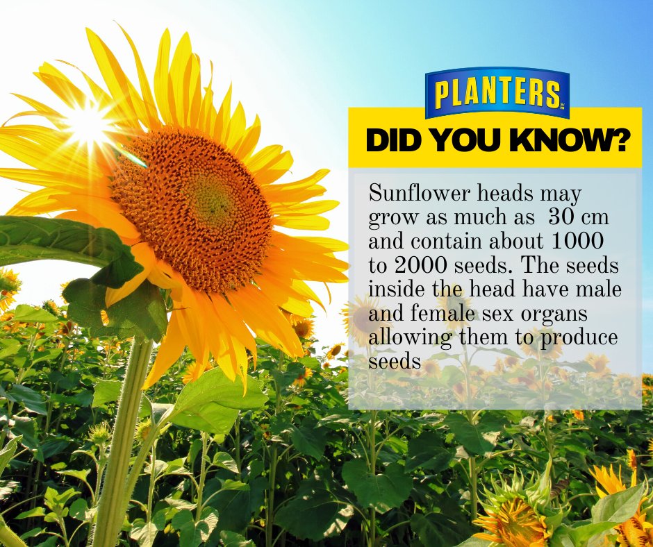 planterscanada's tweet photo. Did you know?... Sunflower heads may grow as much as 30 cm and contain about 1000 to 2000 seeds. The seeds inside the head have male and female sex organs allowing them to produce s...
#TuesdayFunFacts #PlantersNUTtrition #Sunflower #Sunflowerseeds #PlantersSeeds #PlantersCanada https://t.co/YuYsF6tHJO