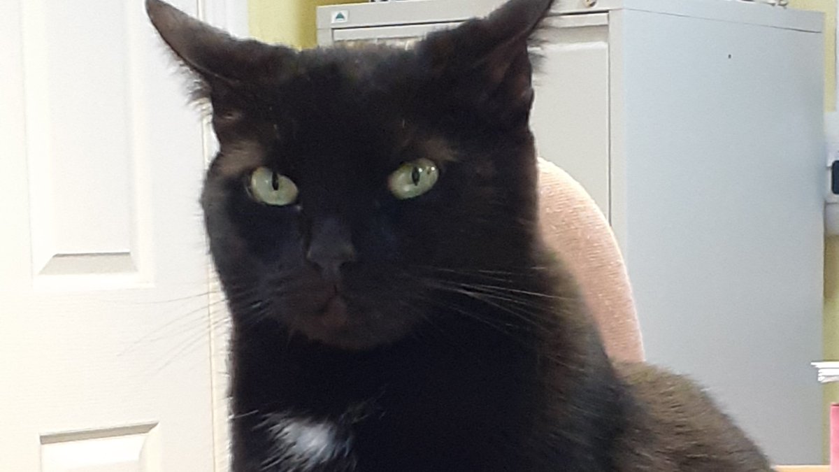 SharpCats's tweet photo. Every day is #NationalCatDay with Carrot here keeping us company!🐱 Let's take a meow-ment to appreciate our favourite felines and their wonderful companionship🐾 https://t.co/bVIhaogr7b