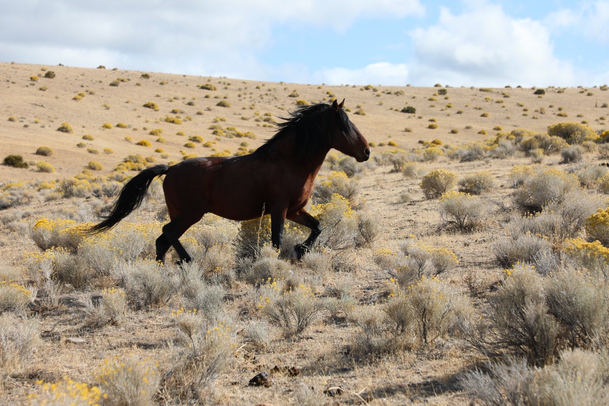 brandyyanchyk's tweet photo. What a great way to finish our trip to #Nevada. We saw WILD #horses with photographer and guide John T. Humphrey and tried delicious #Basque food in Carson Valley @JTBasqueNV. We're filming my #travel series #SeeingtheUSA. It's airing on @PrimeVideo &amp; and public TV stations. https://t.co/QYsKfBCNFO