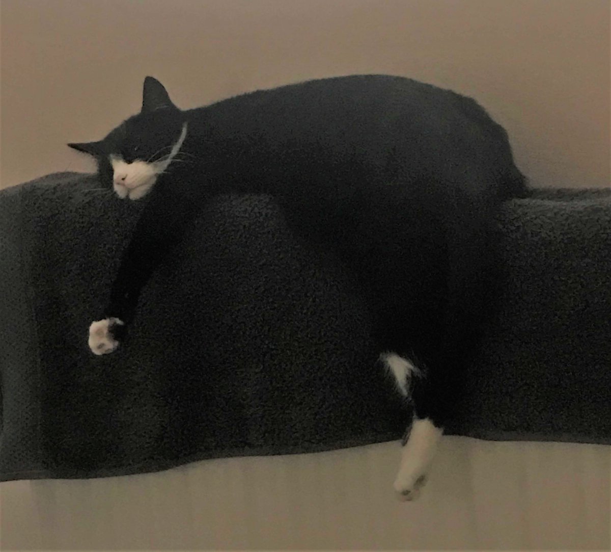 Happy #NationalCatDay