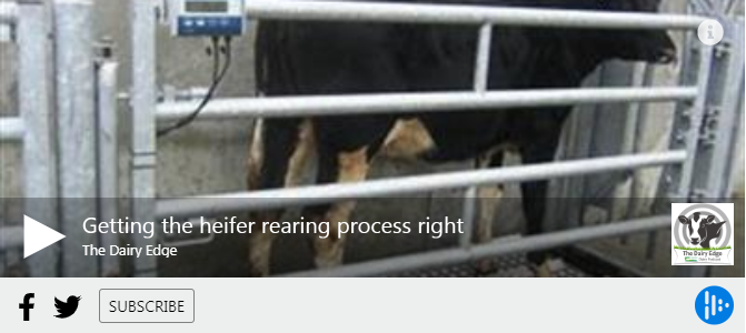 teagasc's tweet photo. In this week's #TheDairyEdge podcast researchers Emer Kennedy and Hazel Costigan join @EmmaLouiseCoffe to discuss the importance of getting the heifer rearing process right. Listen in here https://t.co/ysxJYSLGjC https://t.co/tzpmW3FUtG