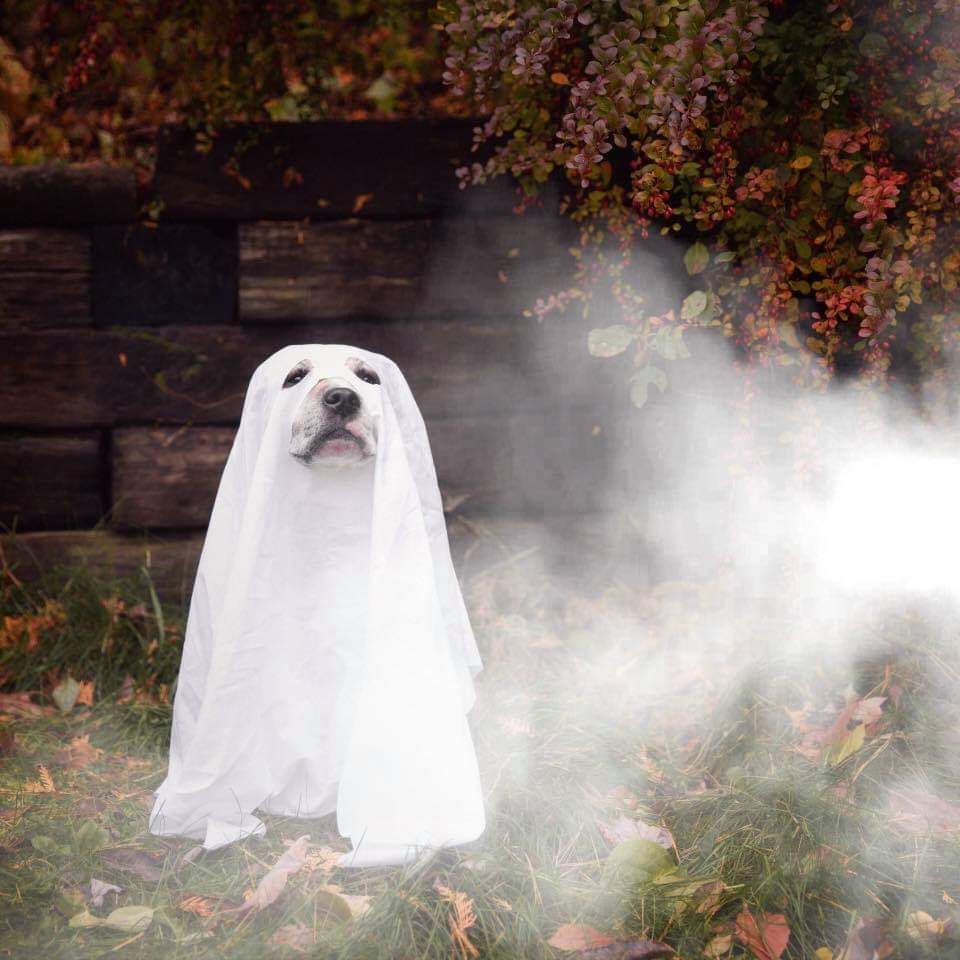 Boo! No tricks, just treats for all of our favorite FoodJets fans on this, our favorite holiday. We're all for candy, but you should probably get some real food in you first. Use code SCARY for $5 off one order of $25+ between now and Halloween night. Happy Halloween!!!