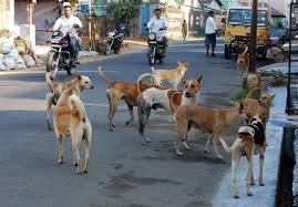 RajaSethu1's tweet photo. Respected CM of TN State

Pls gives the important to Human Life

Local Administrations haven't do the Vaccinating and Sterilization to STRAY DOGS

Numerous STRAY DOGS r loitering at public places

On every day many of Children r bitten by STRAY DOGS

What r steps to eradicate !? https://t.co/fOMclyQKHz
