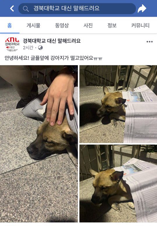 animal_be_free's tweet photo. 이름안가려서 다시올립니다... 학교에 또 어떤 인간새끼가 강아지를 유기한모양입니다... https://t.co/rJy8xe9fu7