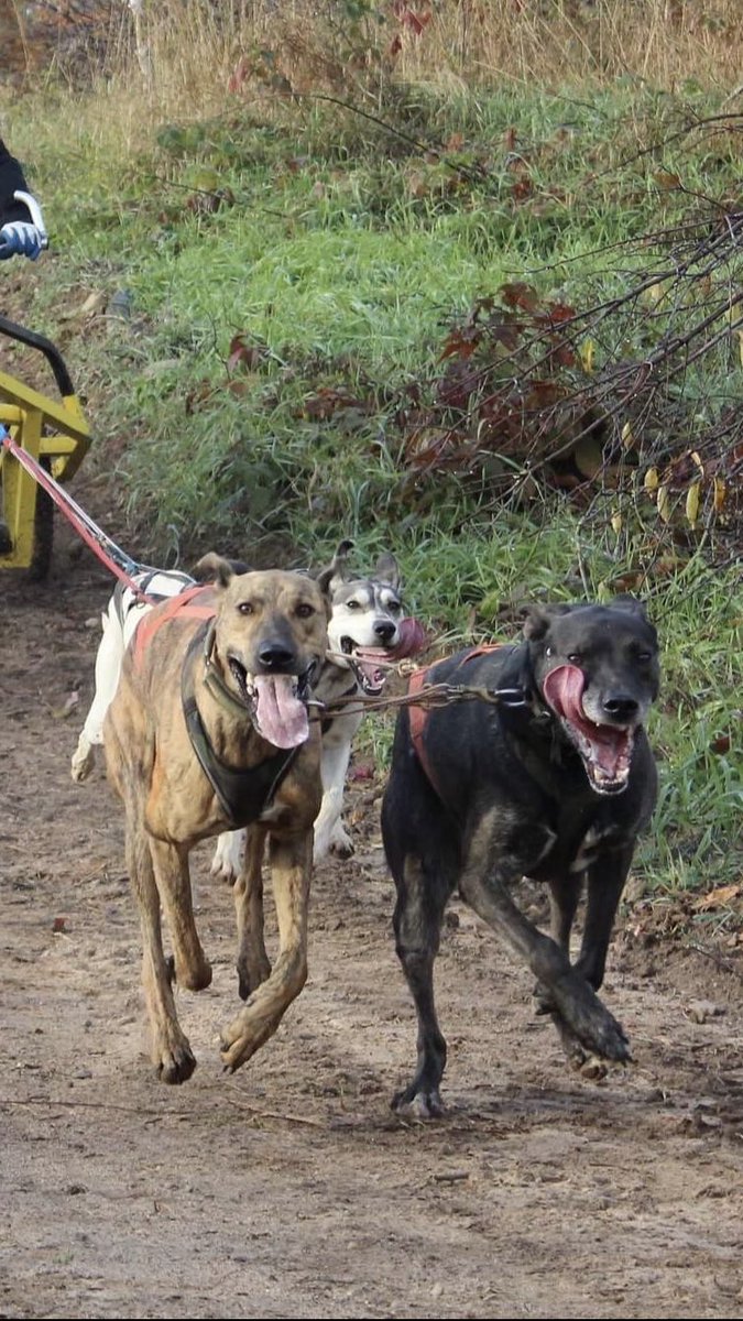  #TongueOutTuesday check out these tongues from Doty!