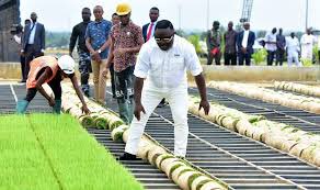 Ayadeisworking's tweet photo. All you need to know about the hybrid rice seedling factory in Cross River, Nigeria. 
Powered by Governor Benedict Ayade 💪🏿💪🏿💪🏿

A thread, read through!!! https://t.co/wXIAcrjiGA