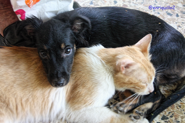 enriquillo2's tweet image. We need to learn from them!
#TuesdayThoughts #NationalCatDay