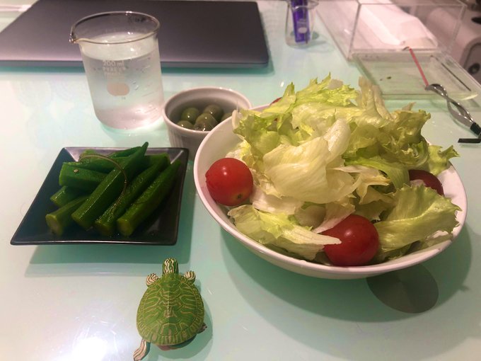 緑の食べ物アカウントのtwitterイラスト検索結果