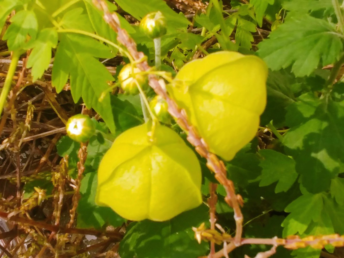 그말

보고 싶었다
많이 생각이 났다

그러면서도 끝까지
남겨두는 말은
사랑한다
너를 사랑한다

입속에 남아서
꽃이 되고
향기가 되고
노래가 되기를 바란다.

나태주-"가장 예쁜 생각을 
              너에게 주고 싶어다" 중에서