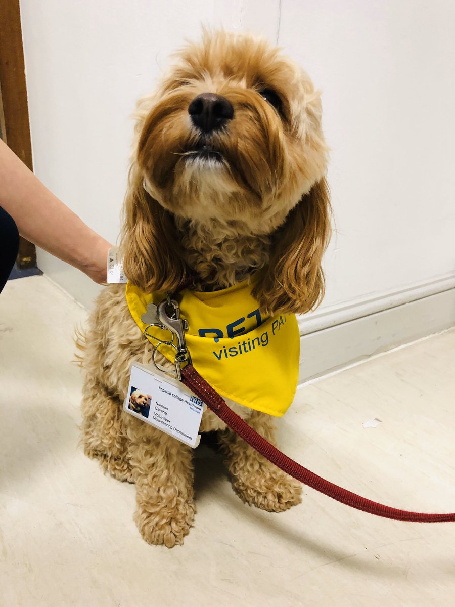 Amazing day meeting Norman Walter Stanley the dog and seeing all the benefits pets as therapy has on patients and staff on the intensive care unit! Thank you @SammieRespPT for organising my visit! @PetsAsTherapyUK #patientexperience #humanisinghealthcare #petsastherapy #ICU