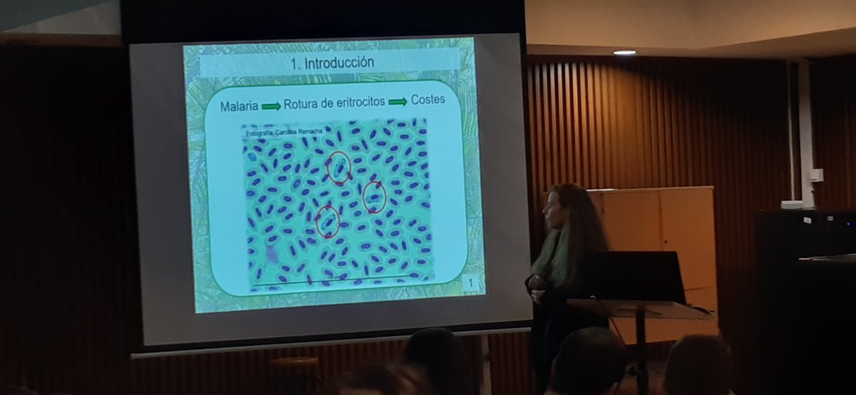 Rafa Barrientos tweet media