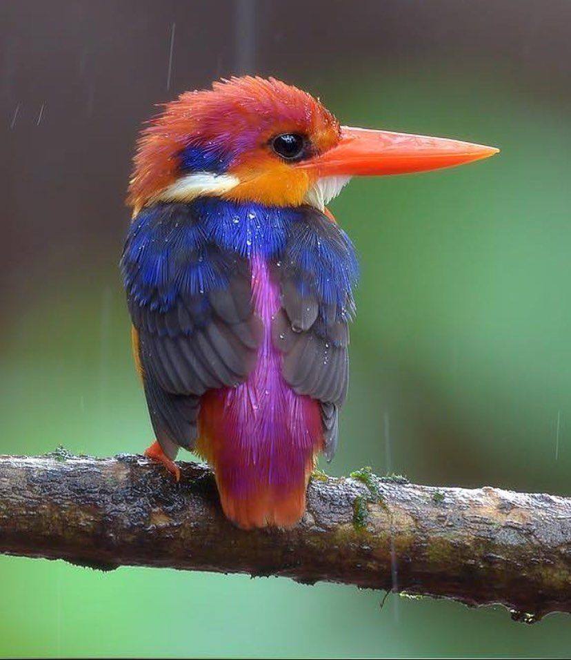 Nature is so amazing!
Oriental Dwarf Kingfisher.

#nature #photograpy #wow #bird #picture #NaturePhotography