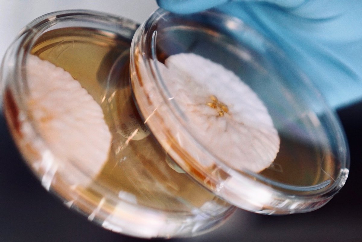hopebiosciences's tweet image. Think microbes are flourishing in your samples? Send them over to us to nip the contamination in the bud! 🌼 #QualityControl #microbiology #MicrobialDetection