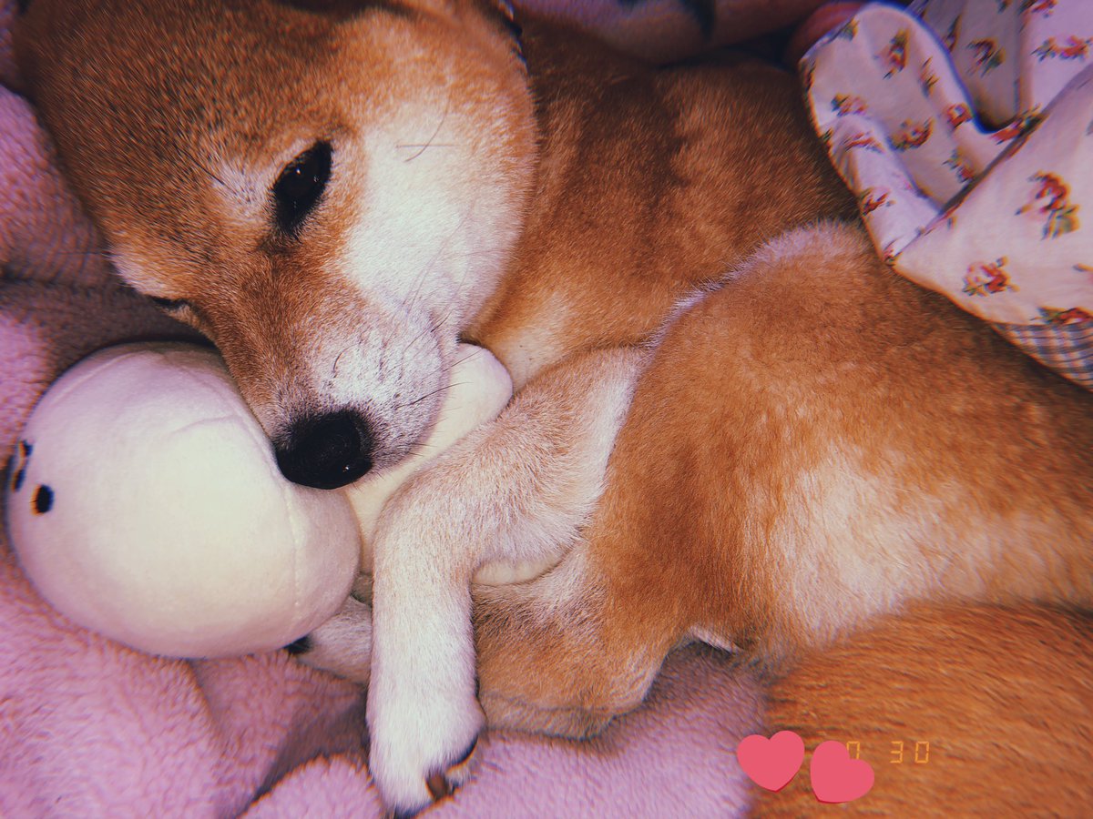 豆柴らむ Mamesiba Ram Twitter