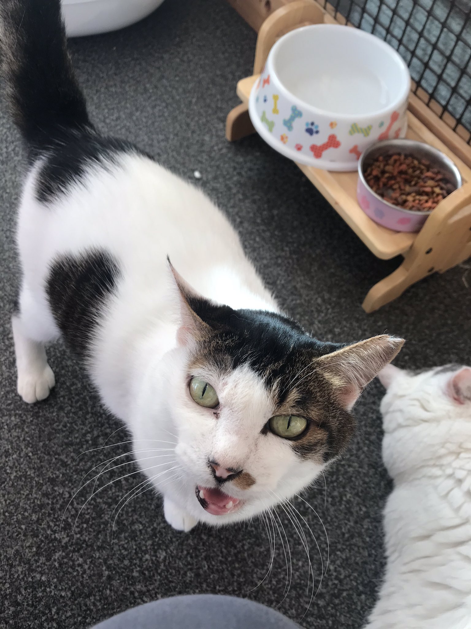تويتر いぬねこlua カフェお休み中 على تويتر トライアルに行っていたひめちゃんが本日正式譲渡になりました 1年以上も待った甲斐がありました おめでとう 東京 町田市 成瀬 いぬねこカフェlua 里親募集 保護犬 保護猫 犬 猫 子猫 ドッグカフェ
