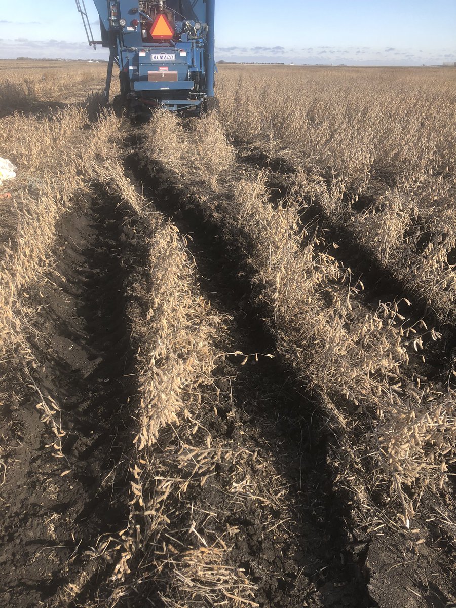 Brushvale Seed tweet media