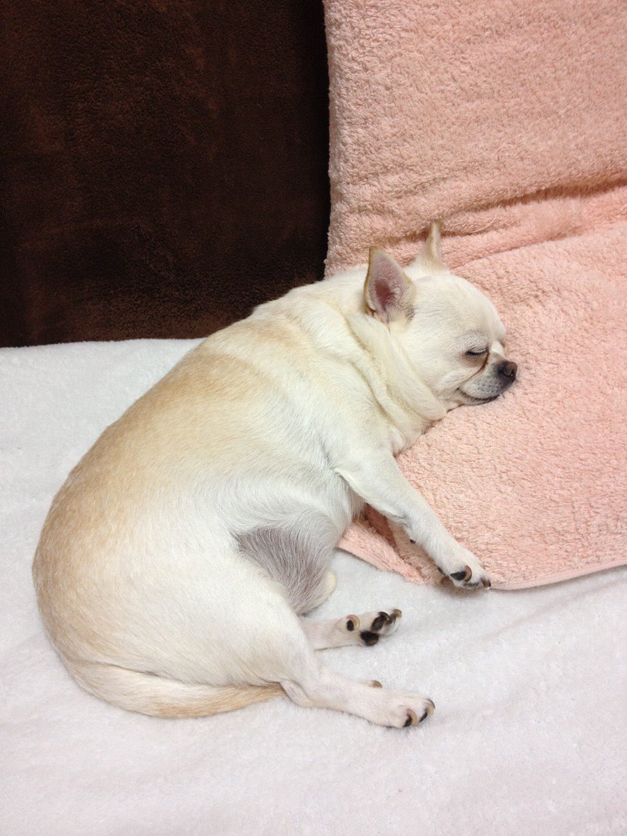 debchip0618's tweet photo. https://t.co/agEf3WOE5O