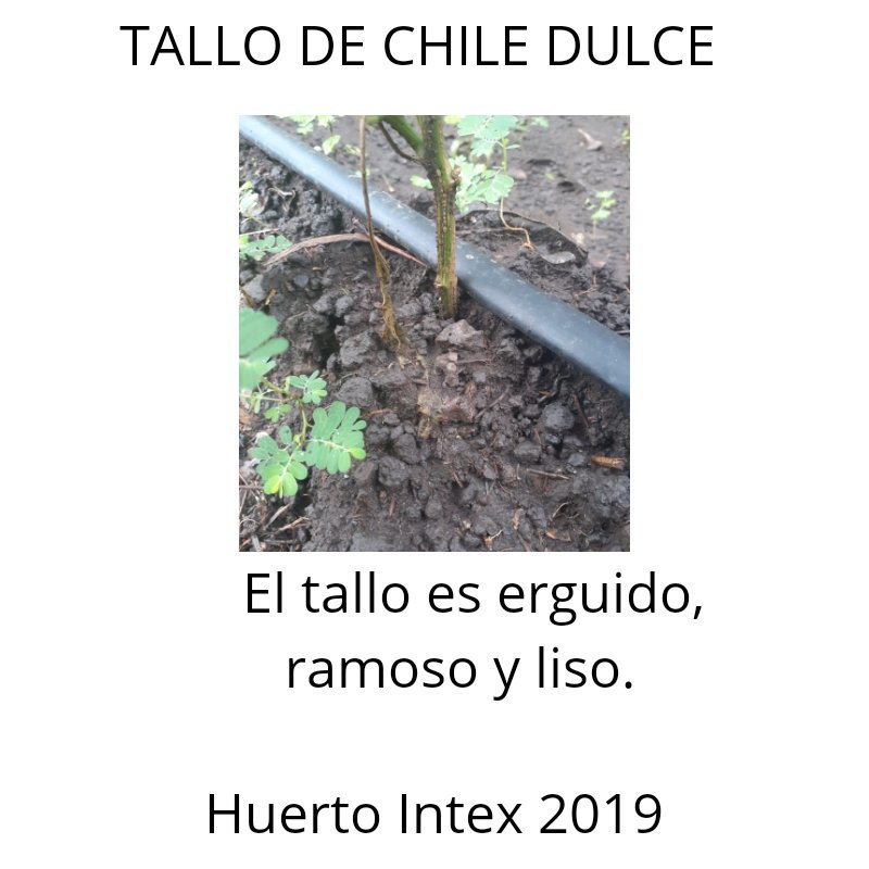 SamuelC71414040's tweet photo. #Texistepeque
#HuertoEscolar
#INTEX2019 https://t.co/0C1x7d7dRx