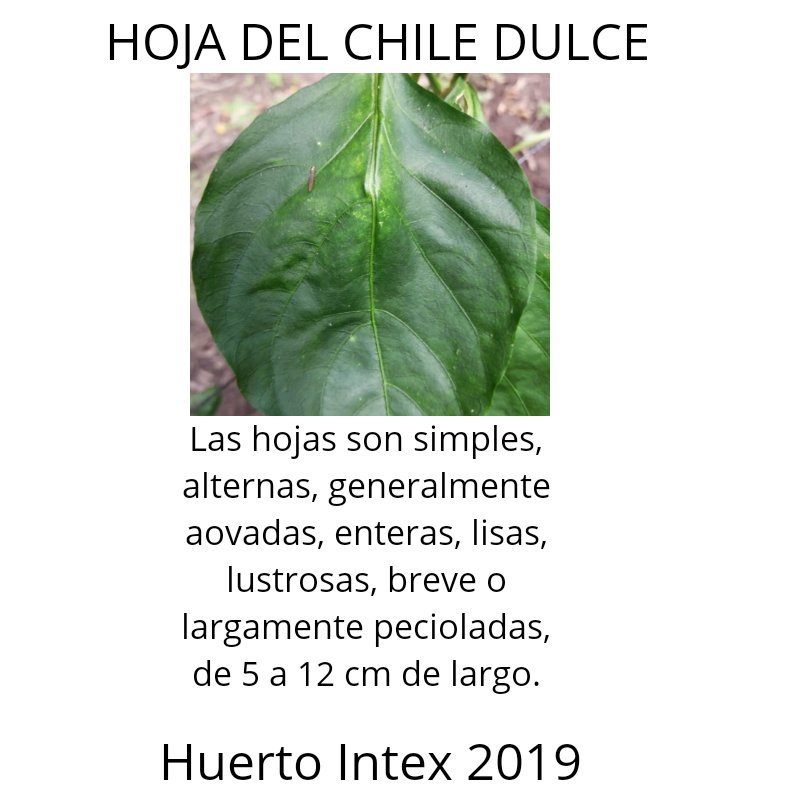 SamuelC71414040's tweet photo. #Texistepeque
#HuertoEscolar
#INTEX2019 https://t.co/8YEjBNqWJk