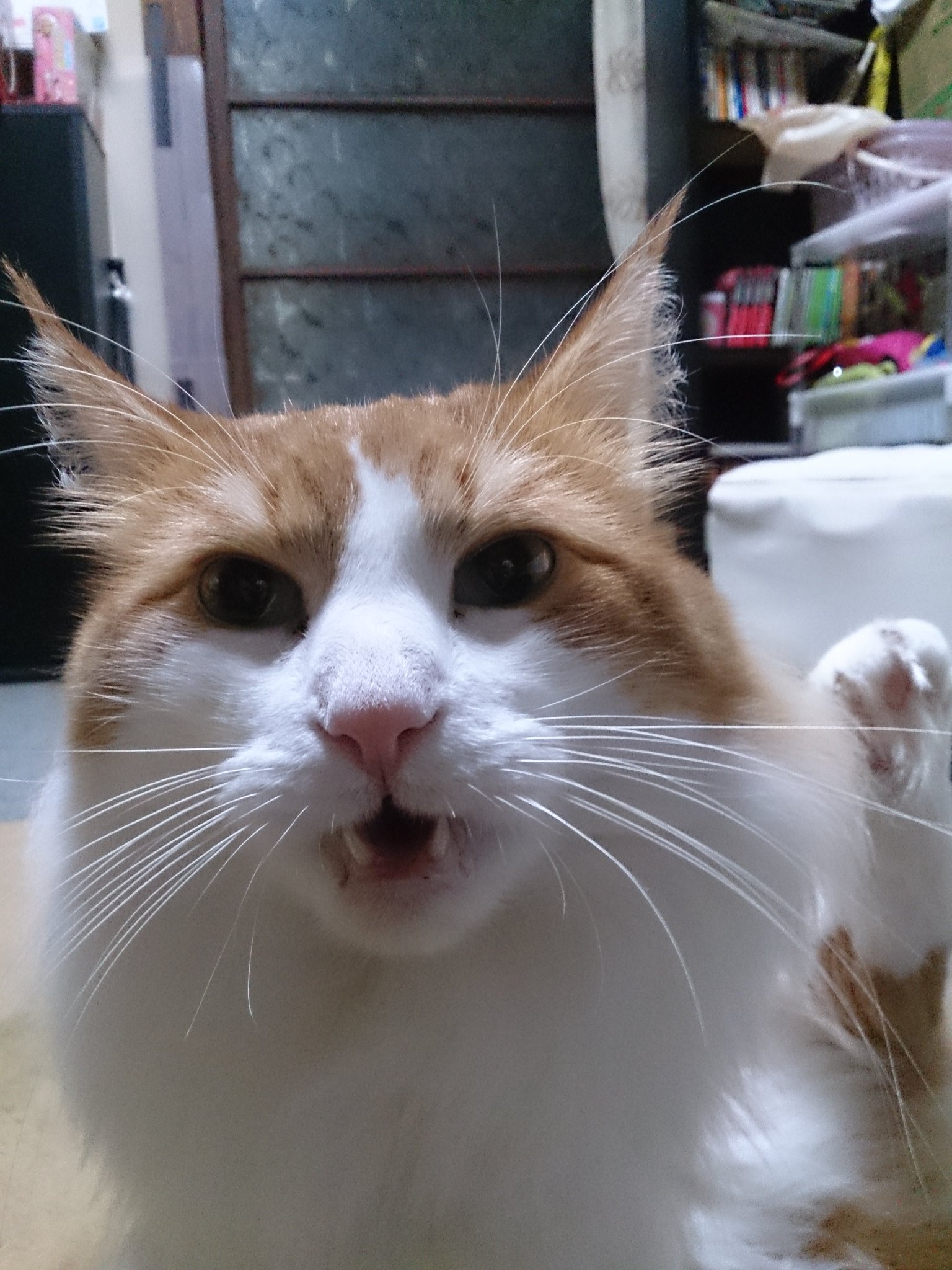 Pekoe なかのねこ ニーヤママ ニ う うにゃ く くちゃぁぃ ママが帰ってきて 撫でてもらおうと 毛づくろいしたらこの顔 ちーしたあと ちゃんとキレイキレイしたの それにしても 見事なフレーメン反応だねぇ メインクーン 猫部 猫モフー