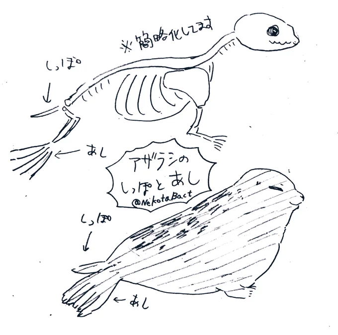 これは皆も私も謎だったであろうアザラシの雑な骨格のらくがき (骨格標本を見本にしています) 
