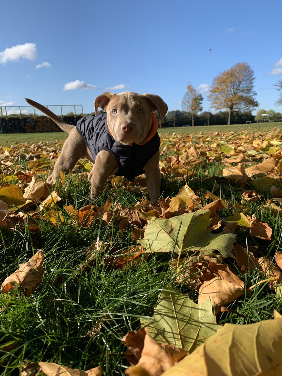 hulk_odin's tweet photo. I #love playing in the #leafs #winteriscoming #puppy #fun #playtime #odin #dogsoftwitter #dogs #animals https://t.co/FHd7i7Ed9n