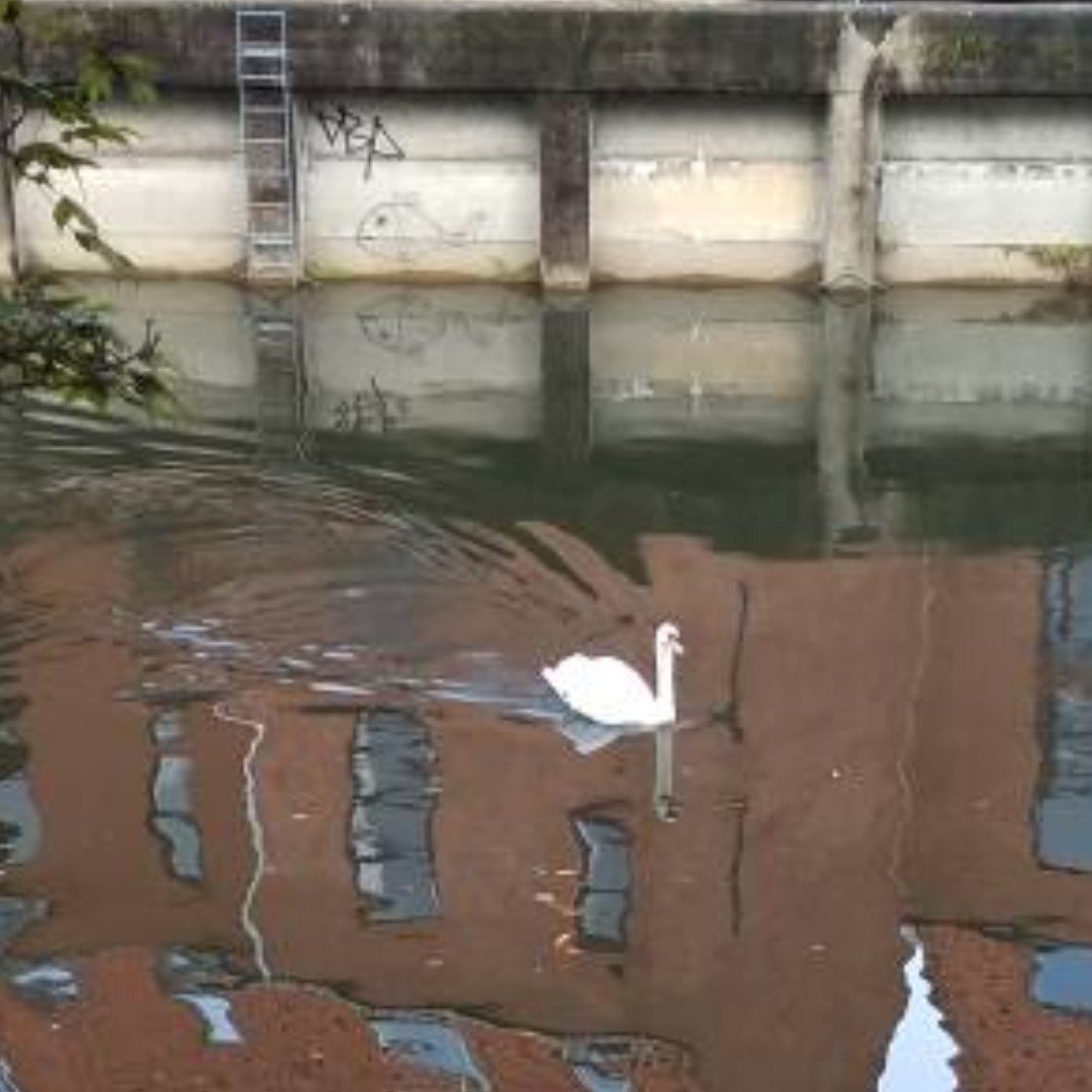 EvieWDesigns's tweet photo. Though I love the big city, I'm always glad to get back to a bit of (relative) quiet! I was lucky enough to spot one of our local swans recently. It was only afterwards I noticed the surprise fish!

#graffiti #surprise #peaceful #smallbusiness #handmade #etsy #etsyuk https://t.co/tsCvwHpTNc