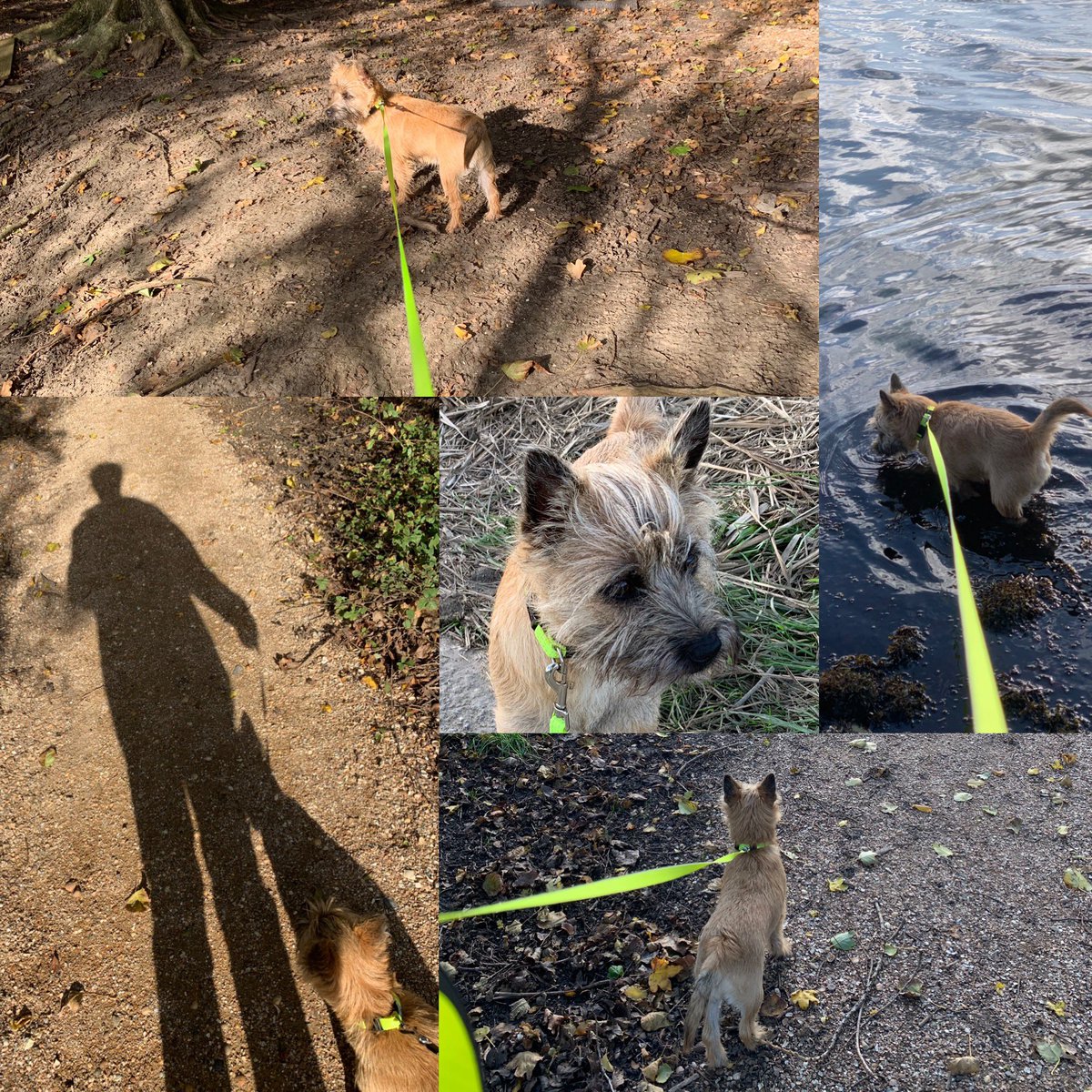 Evelynwijnton's tweet photo. #hondje #luna #6maanden bijna #7kilo #cairnterrier #niettekoop #blijftvooraltijdhier ๐ https://t.co/H9u7aMkGPR