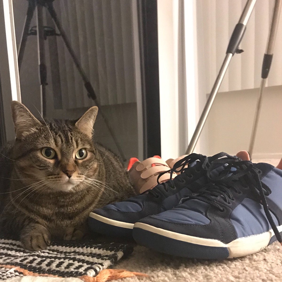 GoPLAE's tweet image. From nap time to playtime, even the cat’s over here at PLAE know that our shoes are puuurfect for any occasion🐱💤🧶
Capture your feline friends with your PLAE shoes and leave it as a reply! #GoPLAE #NationalCatDay #cats