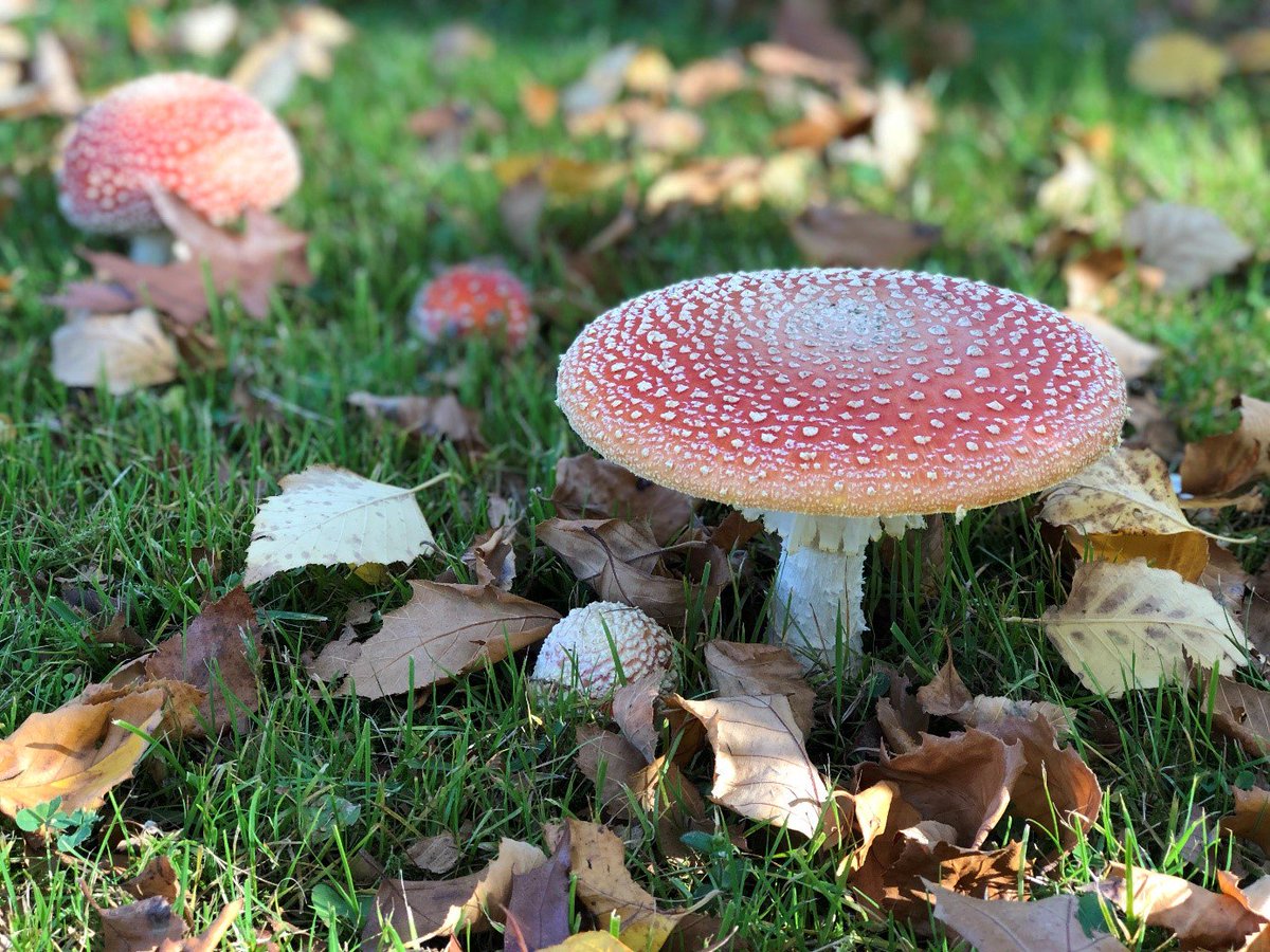 Heb je de mooie herfstkleuren al bewonderd? Nederland barst van de mooie natuurgebieden én natuur maakt je ook nog eens gelukkiger volgens wetenschappelijk onderzoek! Ervaar en ontdek hoe mooi de natuur is: bit.ly/2WnI6tT