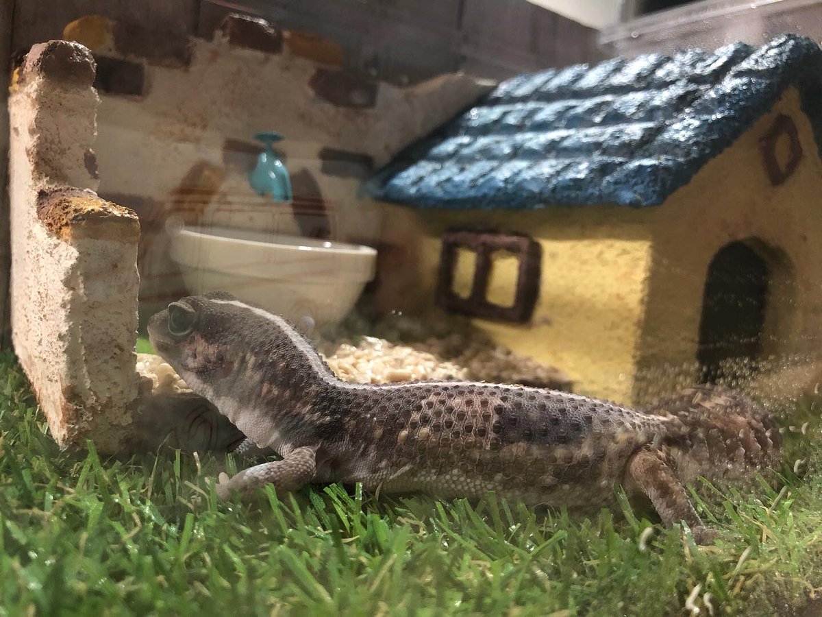 tommyfools's tweet photo. 新しくお迎えしたニシアフリカトカゲモドキ。
名前はウラディミール・バレンティン通称ココです。

#ニシアフリカトカゲモドキ#爬虫類#トカゲ#ヤモリ#ペット https://t.co/TNzmiwCyrk