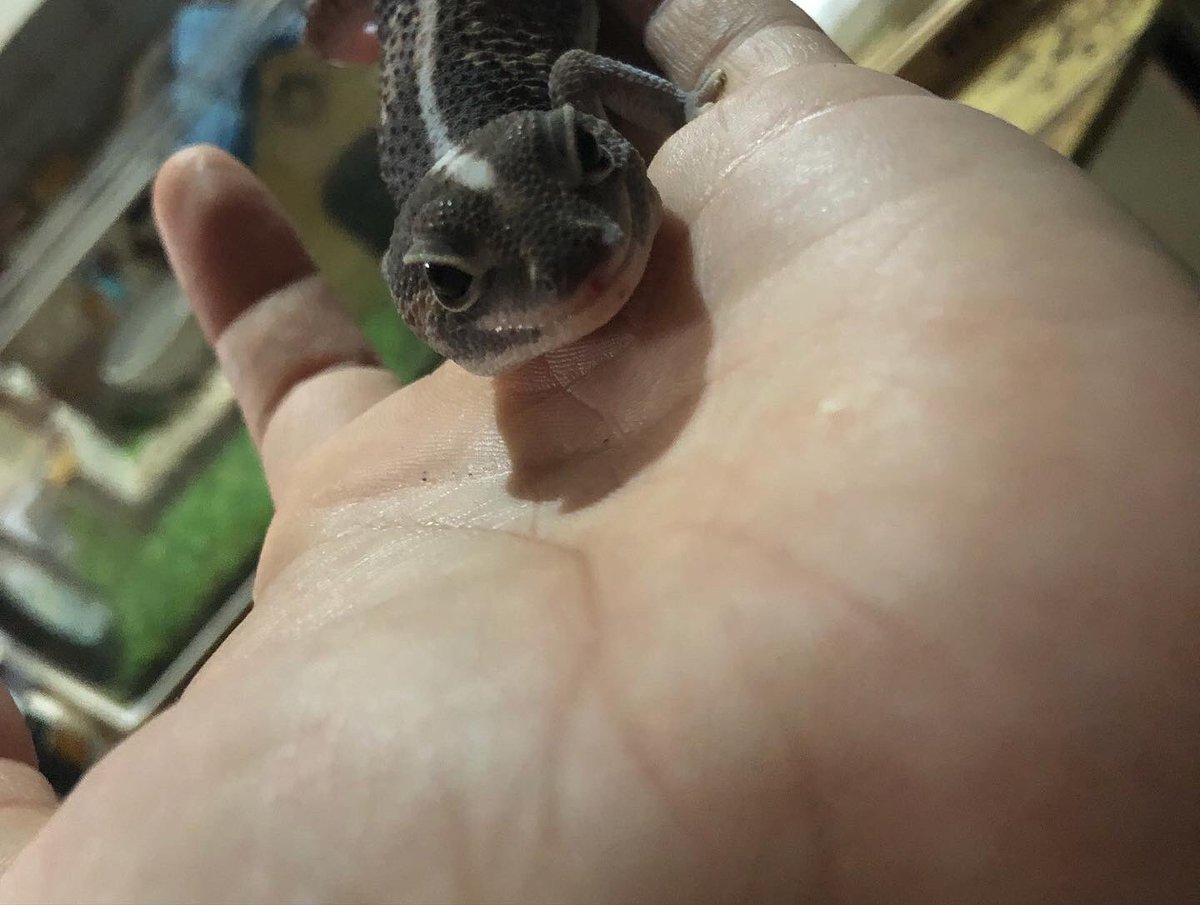 tommyfools's tweet photo. 新しくお迎えしたニシアフリカトカゲモドキ。
名前はウラディミール・バレンティン通称ココです。

#ニシアフリカトカゲモドキ#爬虫類#トカゲ#ヤモリ#ペット https://t.co/TNzmiwCyrk
