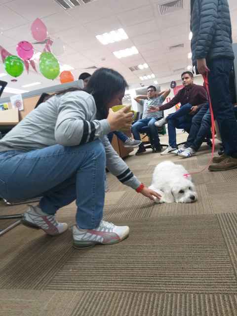 TCS_Latam's tweet photo. TCS Perú realizó por segunda vez el Pet's Day, un día para compartir con mascotas durante la jornada de trabajo. Está científicamente comprobado que nuestros peludos amigos aumentan el bienestar y disminuyen niveles de estrés. ¡Gran equipo!

#TCSPeru #Cachorros #PetsDay https://t.co/ZrzFwk9u1Y