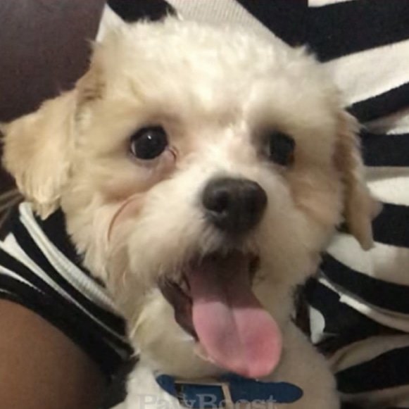 runawaypets's tweet photo. Help us find Casper the Shih Tzu
Get the app https://t.co/0nn1yxPETE
โ ๏ธ #FurAlert
#dog #dogsofinstagram #dogs #puppy #instadog #dogstagram #love #pet #cute #doglover #dogoftheday #instagram #pets #doglovers #puppies #ilovemydog #puppylove #doggy #doglife #doggo #instagood https://t.co/5AL0NcbDbG