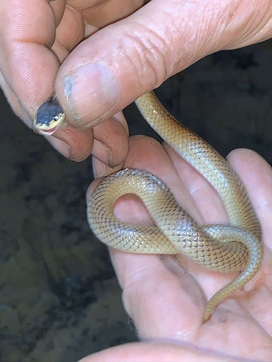 Amazing cook Charlotte packed us a Tasmanian cheese tasting platter for our evening out spotlighting during the Little Desert #bushblitz. Yum! Also a Mitchells short-tailed snake. #museumvictoria