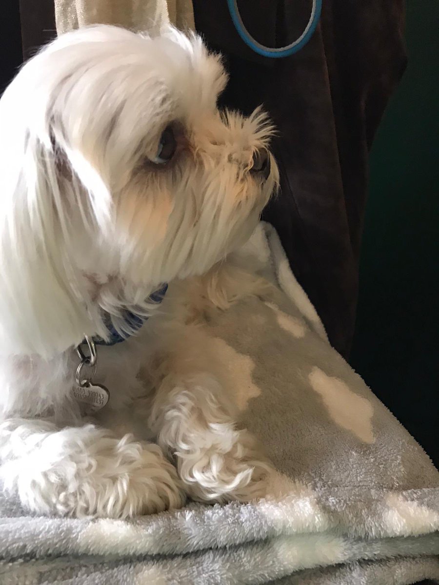 TeaSetDogs's tweet image. How gorgeous is this little chap?! Meet Alfie, he visited us @TheTeaSetCafe in Broadway