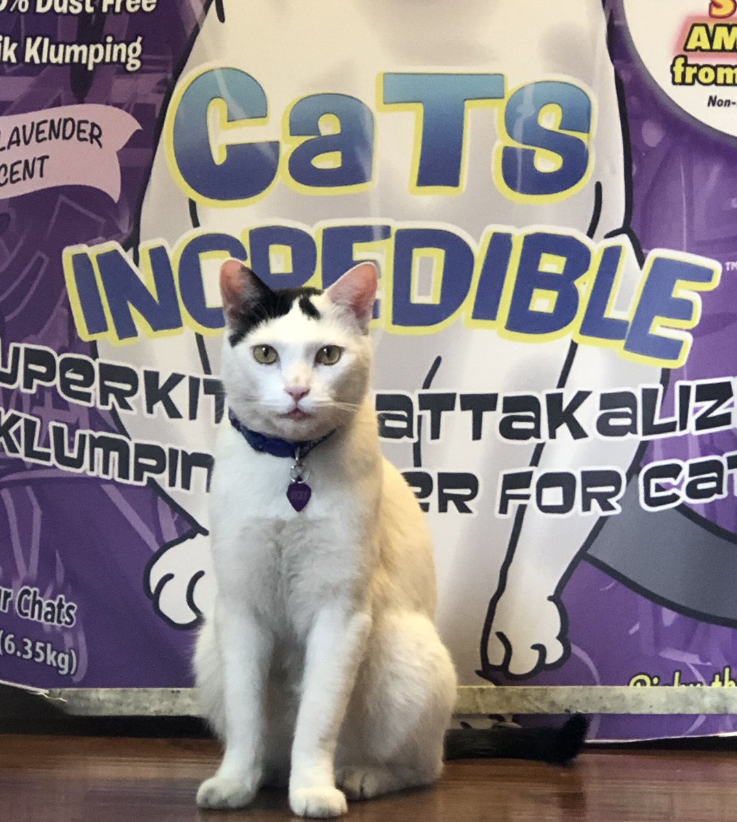 #nationalcatday you say?! So it’s another day all about me then?!!! 🐱