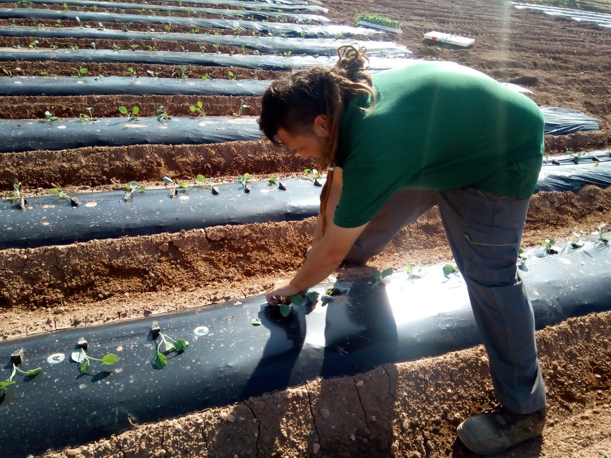 VirginiaSanNava's tweet photo. Segundo año de la siembra de haba/plantación de brócoli en nuestro CS16, donde el brócoli está asociado con el haba bajo práctica de manejo ecológica @diverfarmingES @AsociaH @zornoza_raul https://t.co/pPAl6woV71
