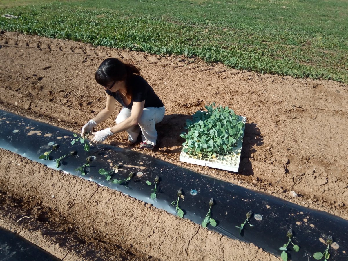 VirginiaSanNava's tweet photo. Second year of fava bean sowing/broccoli planting in our CS16, where  broccoli is intercropped with fava bean under organic management practice @diverfarming @AsociaH @zornoza_raul https://t.co/YNmrtpnWas