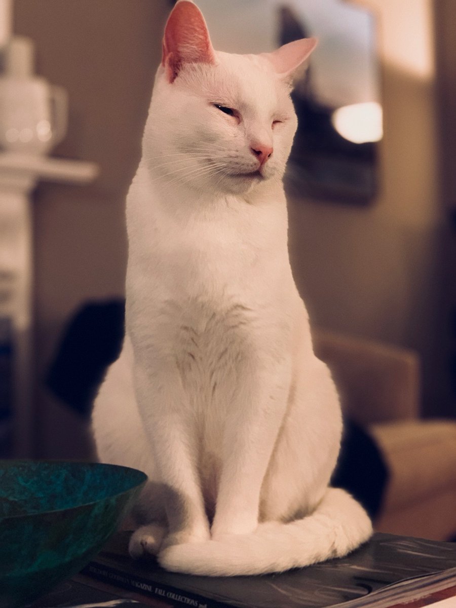 smallhappies1's tweet photo. Coco wants to wish everyone a happy #NationalCatDay and remind them that #ElectionDay2019 is just one week away! Local government matters and Coco would vote in every election if she could!!!
#CatsOfTwitter 
#CatsForWarren
#LocalElections https://t.co/s8sW9CcTcj